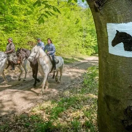 The Pearl Of The Danube Bend - Regina *