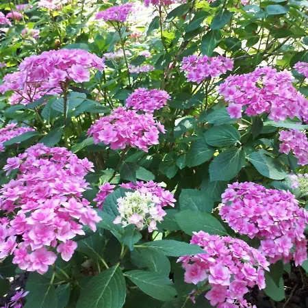 The Pearl Of The Danube Bend - Regina *